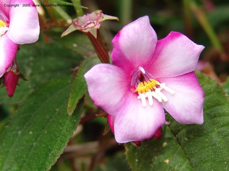 Salpinga maranonensis, DNeill15939--Ecuador. Prv. Zam. Ch. C del Condor. Wawaime plot. 22 Sep 07. 319.jpg