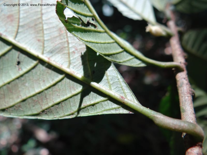 Rinorea, VC 5620--Thailand. Surat Thani Prov. Khlong Phanom Nat. Park. 15 Nov 2012. (182).JPG