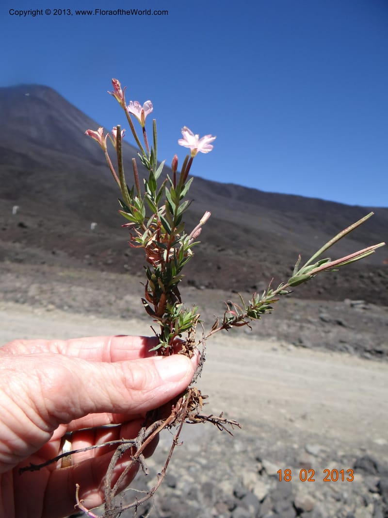 Epilobium, W. D. Stevens 34141--Chile, P.N. Laguna del Laja, 18 Feb 2013  8843 (14).JPG