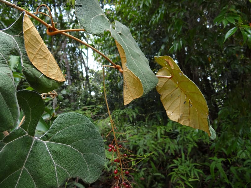 Ampelocissus, SAN.153249--Malaysia, Sabah. Tawai For. Res. 9 Apr 2012. DSC07890 (126).JPG