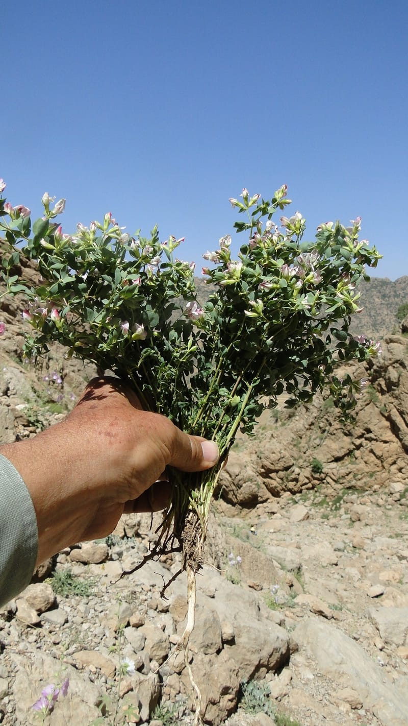 Lotus gebelia, A. G. Miller 133.26--Iraq. Kurdistan. Shakh-i Pira Magun. Gueza Khan. 11 June 2010. 263 (19).jpg