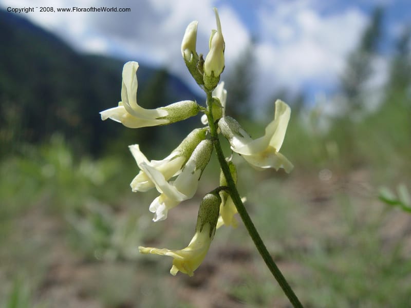 Astragalus canadensis--ID. Idaho Co. Salmon R. Polly Bemis Ranch. 9 May 04. 177.jpg