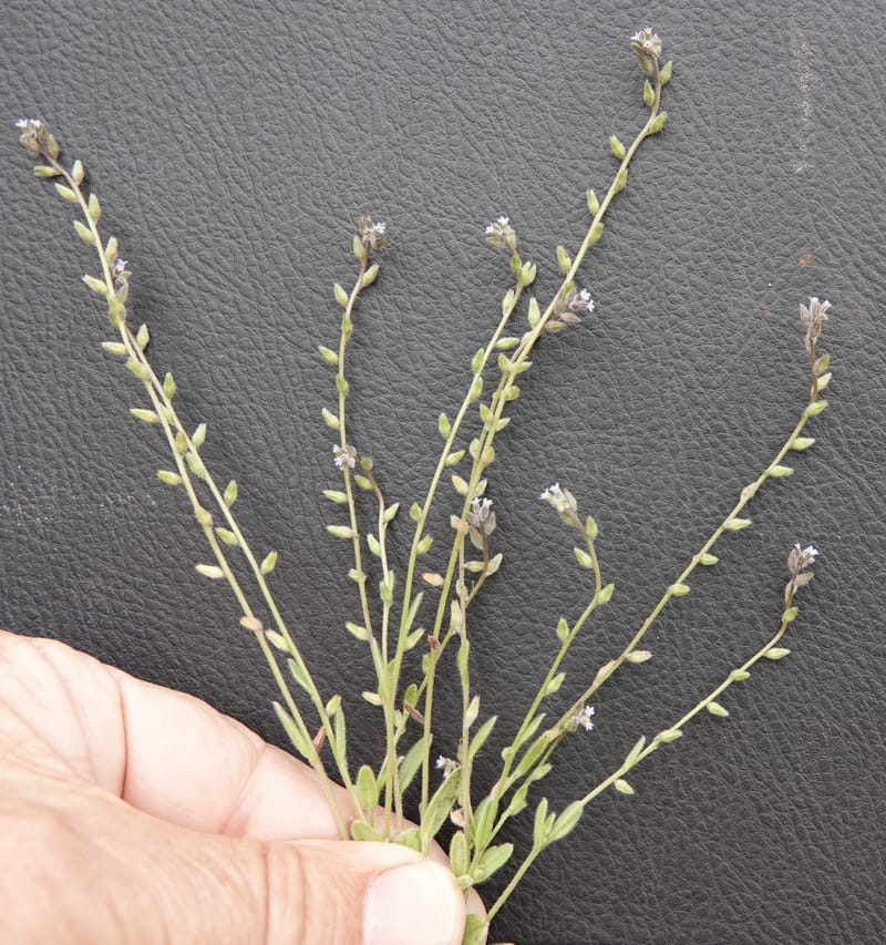 Myosotis stricta, C. Davidson 13755--Oregon. Wallowa Co. Zumwalt.Trail Cr. Rd. 4 Jun 2018. DSC04078 (208).JPG