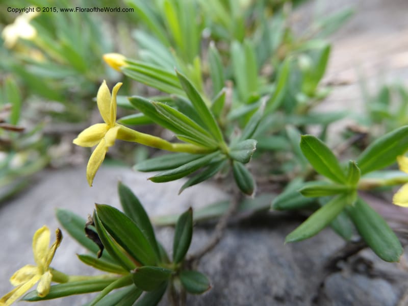 Wikstroemia, Boufford, D 43598--China. Sichuan. Yonghe Village. 6 May 2014. DSC04110 (29).JPG
