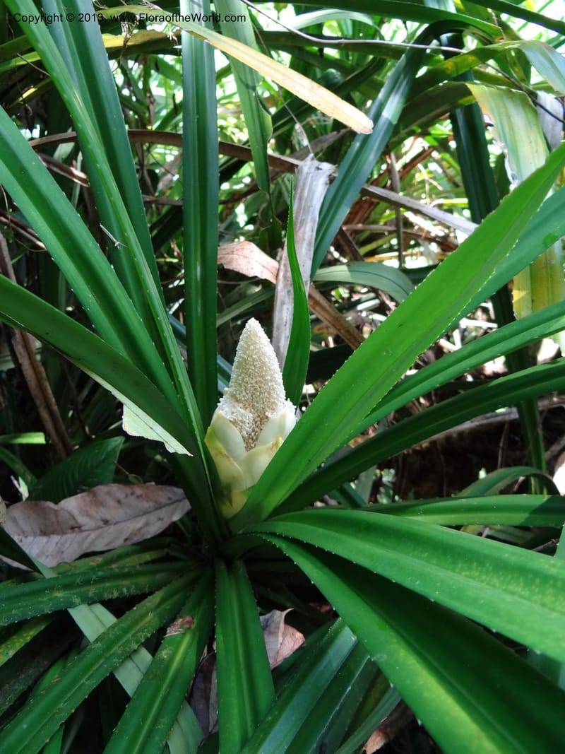 Pandanus fusinus, Callmander 1007--Sarawak. Gunong Fairy. 27 Mar 2012. DSC05550 (1).JPG