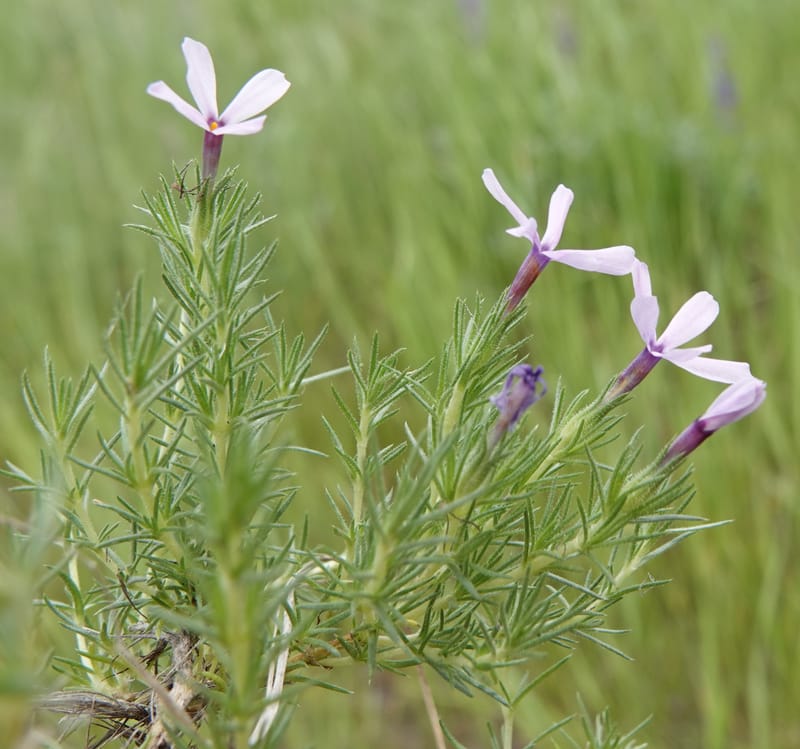 Phlox condensata, C. Davidson 13762--Oregon. Wallowa Co. Zumwalt.Trail Cr. Rd. 4 Jun 2018. DSC04078 (497).JPG