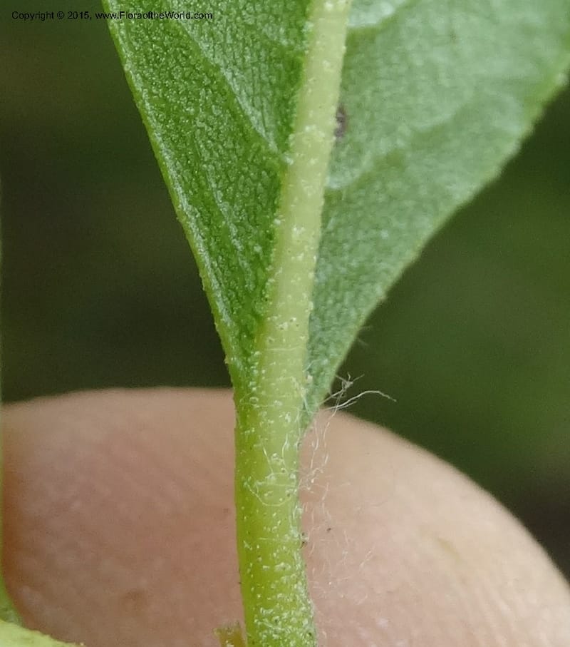Escallonia pulverulenta, Davidson, C 12833--Chile. Cerro El Colorado, E of Talca. 28 Nov 2014. DSC08873 (65).JPG
