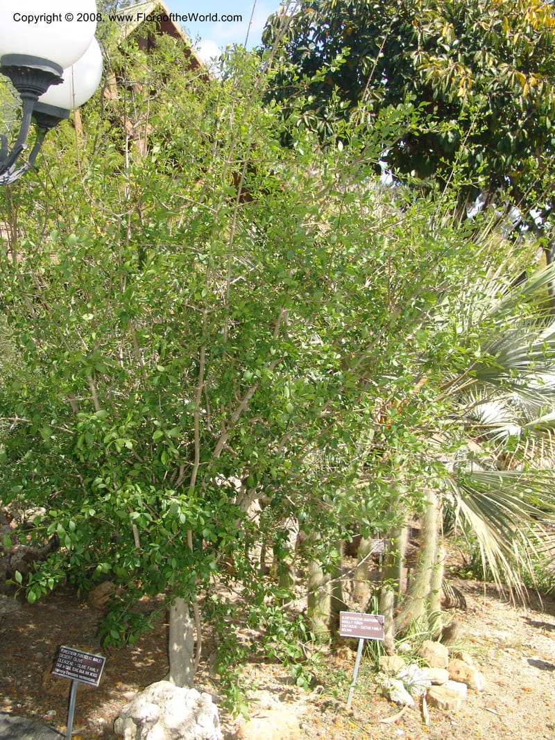 Forestiera pubescens--CA. Quail Botanical Garden. 9 Apr 05. 128.jpg