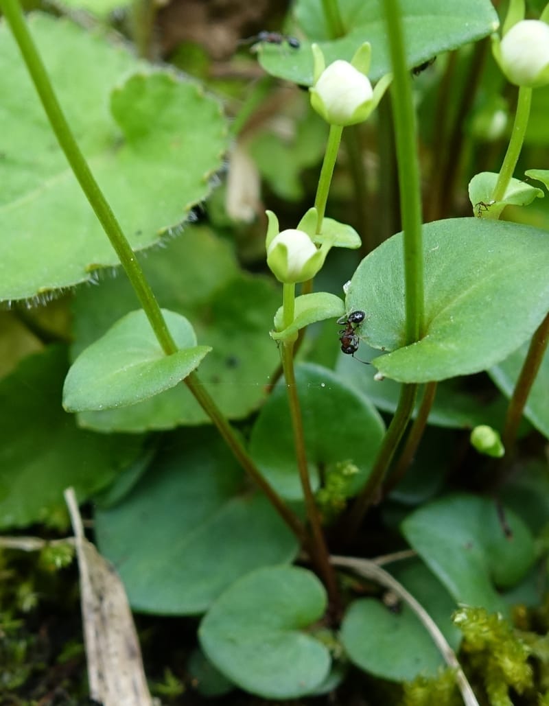 Parnassia palustris, Tseng Yu-Hsin 1316--Taiwan. SW of Nanshan on highway 7. 20 May 2016. DSC03339 (9).JPG