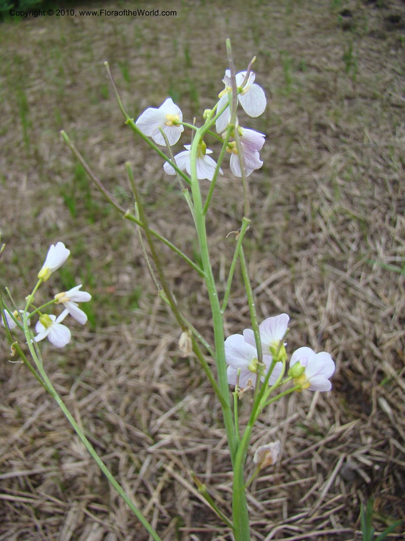 Rorippa, C. Davidson 11200--Slovenia, Notranjska Region, Meadow near Planina at Unica River, 16 May 2008018 (18).jpg