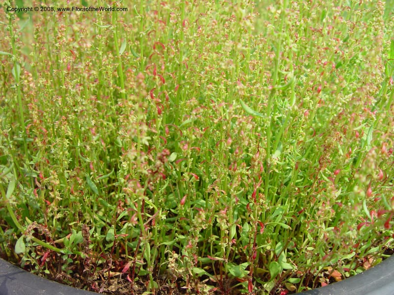 Rumex acetocella--France. Paris. Jardin des Plantes. 30 May 03. 004.jpg