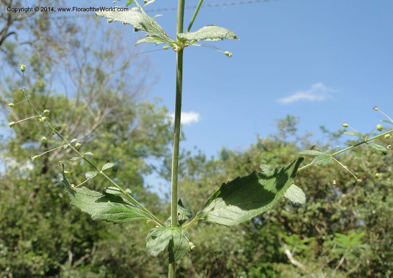 Hyptis elegans, Stevens, W.D. 31077, Cerro Cora, 15 Mar 2011 1485 (2).JPG