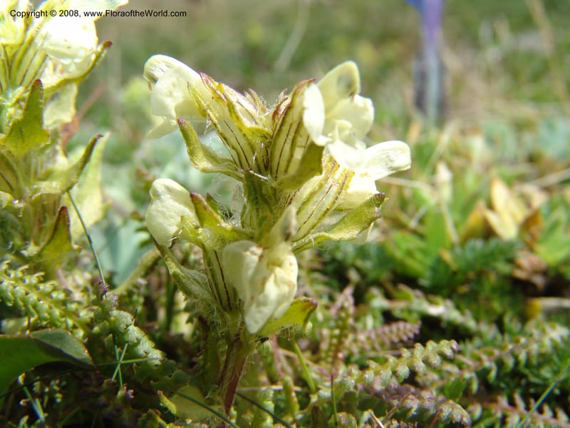 Pedicularis armena--Georgia. Vic. of Tskhrats'karo Pass. 7 Jun 05. 148.jpg