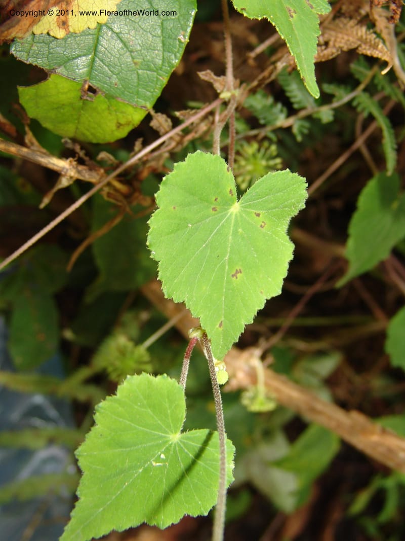 Hydrocotyle acutifolia, RVasquez 31477--Peru. Prov. Oxa. Parq. Nac. Yanachaga Chemillen. 12 Oct 06. 448 (2).jpg