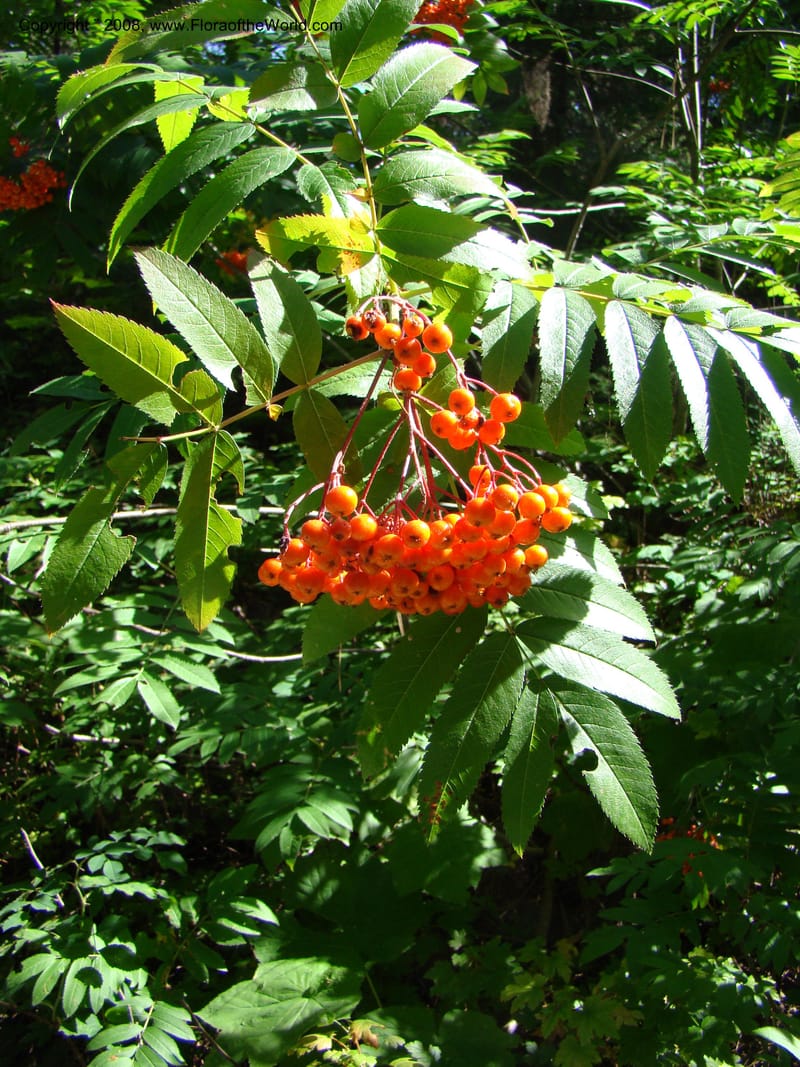 Sorbus sitchensis, CDavidson11311--ID. Valley Co. Sylvan Beach, Payette Lake. 5 Sep 08. 001.jpg
