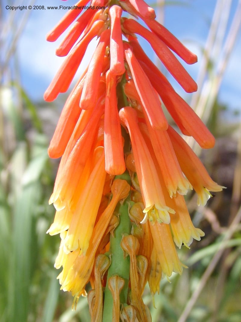 Kniphofia triangularis cf--So.Africa. E. Cape. Umtamvuna Nat. Res. 11 Mch 05. 122.jpg