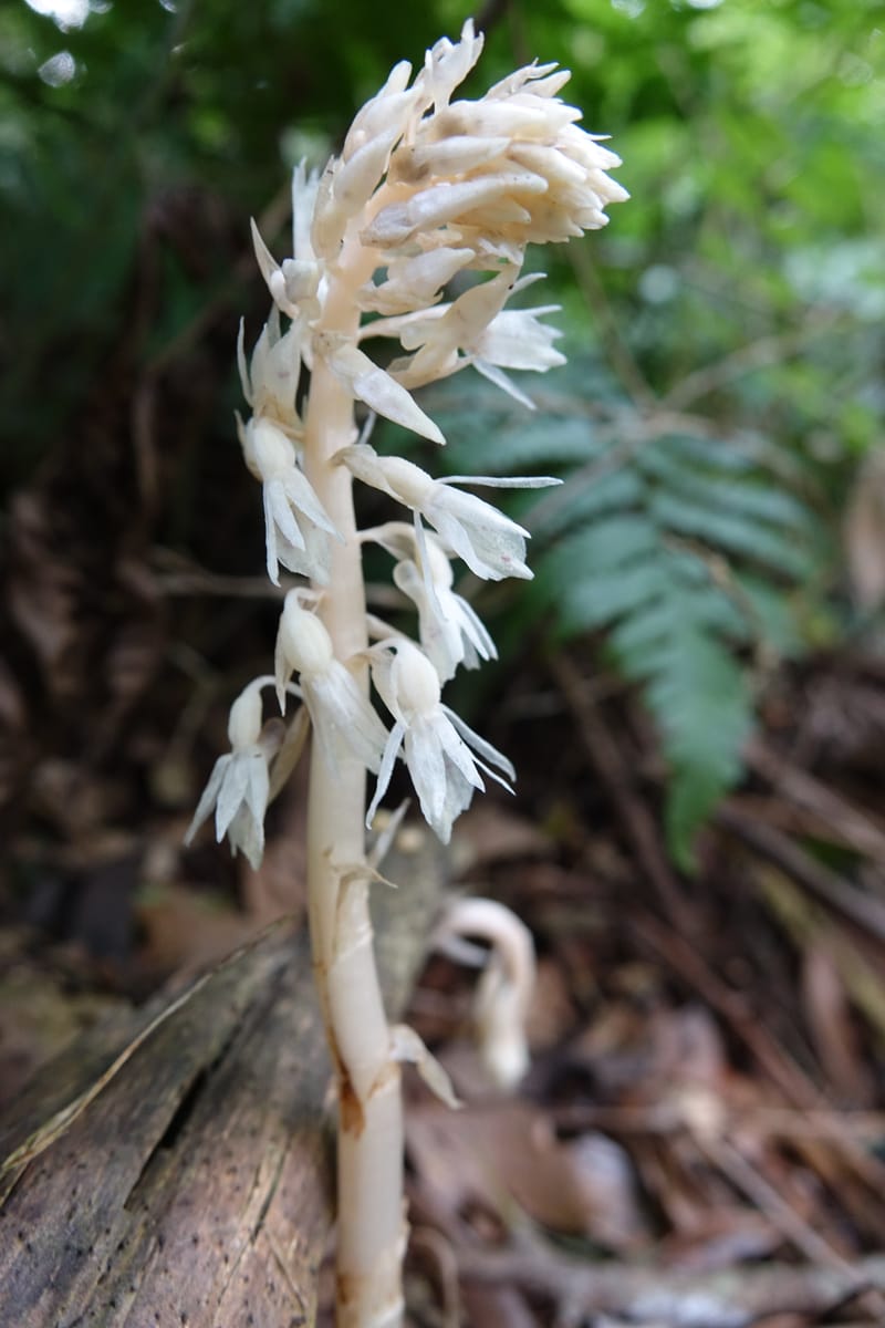Epipogium roseum, Chung Kuo-Fang 3342--Taiwan. YangMing Shan Nat. Park. 18 May 2016. DSC02685 (215).JPG