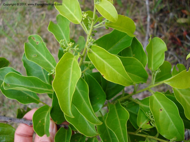 Agatea rufotomentosa,  Munzinger, 4707--New Caledonia, Prov N, Mt. Mandjelia,  13 Nov 2007  062 (3).jpg