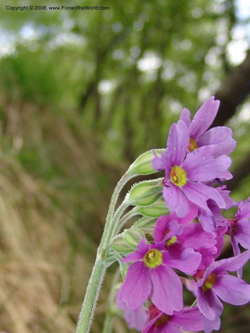 Primula amoena--Georgia. Kazbeki . Trail-road to Sameba Church. 2 Jun 05. 244.jpg
