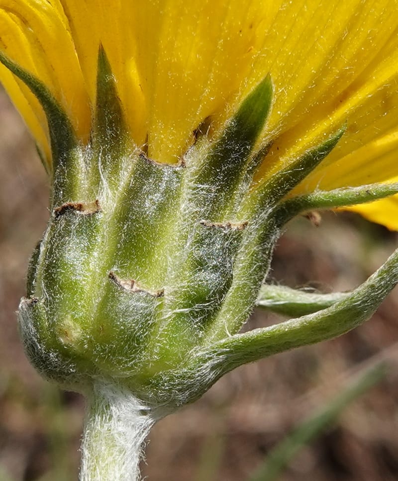 Balsamorhiza incana, C. Davidson 13776--Oregon. Wallowa Co. Trail Cr. Rd. Stop 1. 5 Jun 2018. DSC04910 (17).JPG