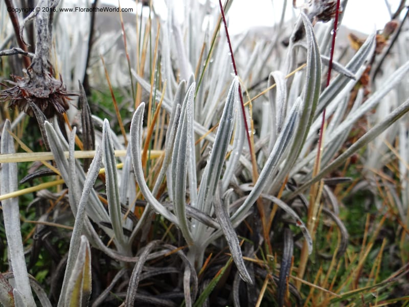 Senecio nivalis, Ulloa, C 2419--Ecuador. Pichincha. Nevado Cayambe. 6 Oct 2012. DSC07236 (28).JPG