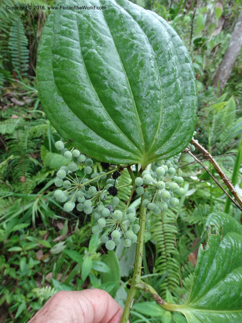Smilax borneensis, Davidson, C 12935--Sabah. Kinabalu Nat. Park. Nalumad Substesen. 29 Mar 2015. DSC01294 (205).JPG