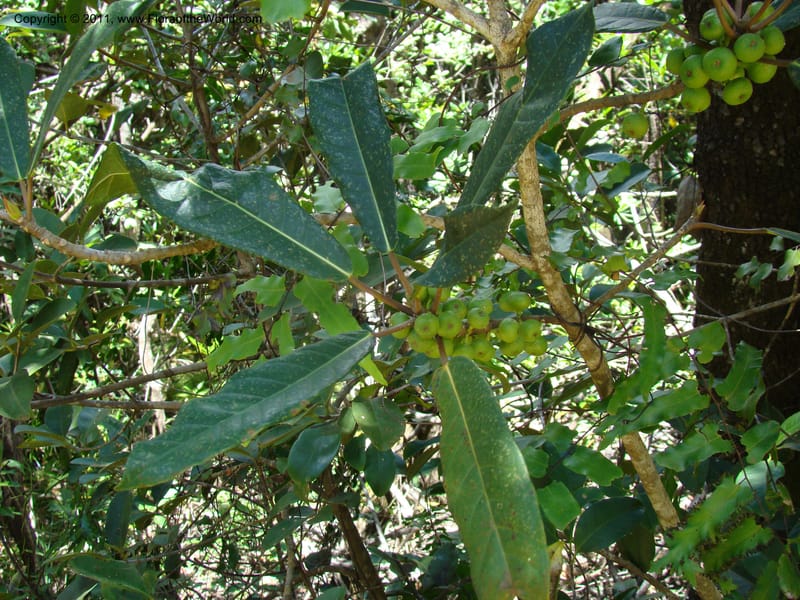 Ficus, Munzinger, J 4667--New Caledonia, Province du Sud, Dumbea barrage,  11 Nov 2007 254 (3).jpg