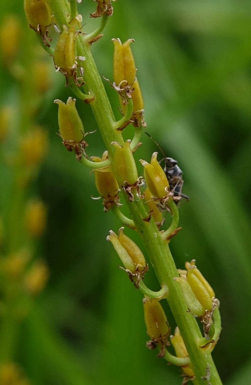 Japanolirion osense--Japan. Hokkaido. Teshio Exptl. For. 3 Aug 2016. DSC00757 (32).JPG