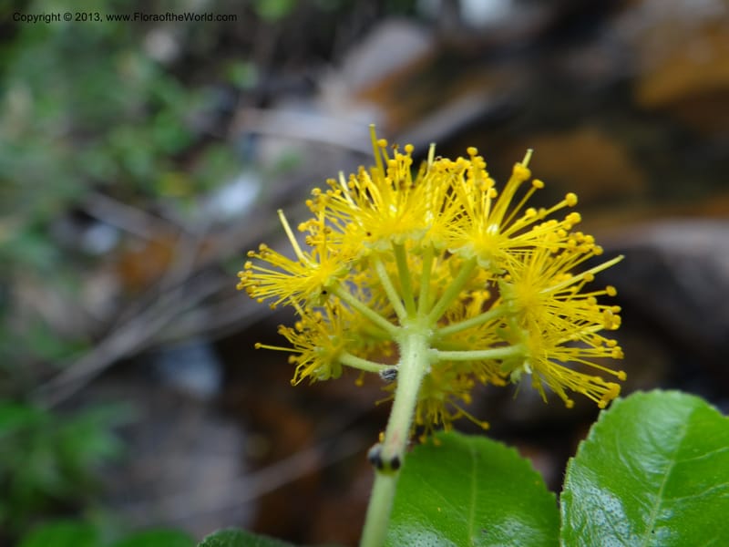 Azara, WDS 34074--Chile. Reserva Nac. Los Queules. 15 Feb 2013. DSC01158 (63).JPG