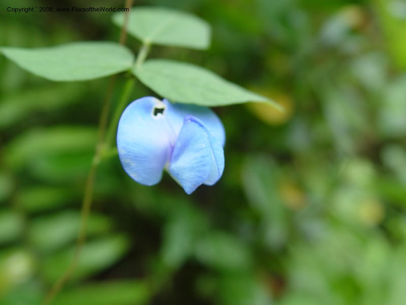 Clitoria--Cameroon. Mt. Cameroon. 6 Dec 03. 028.jpg