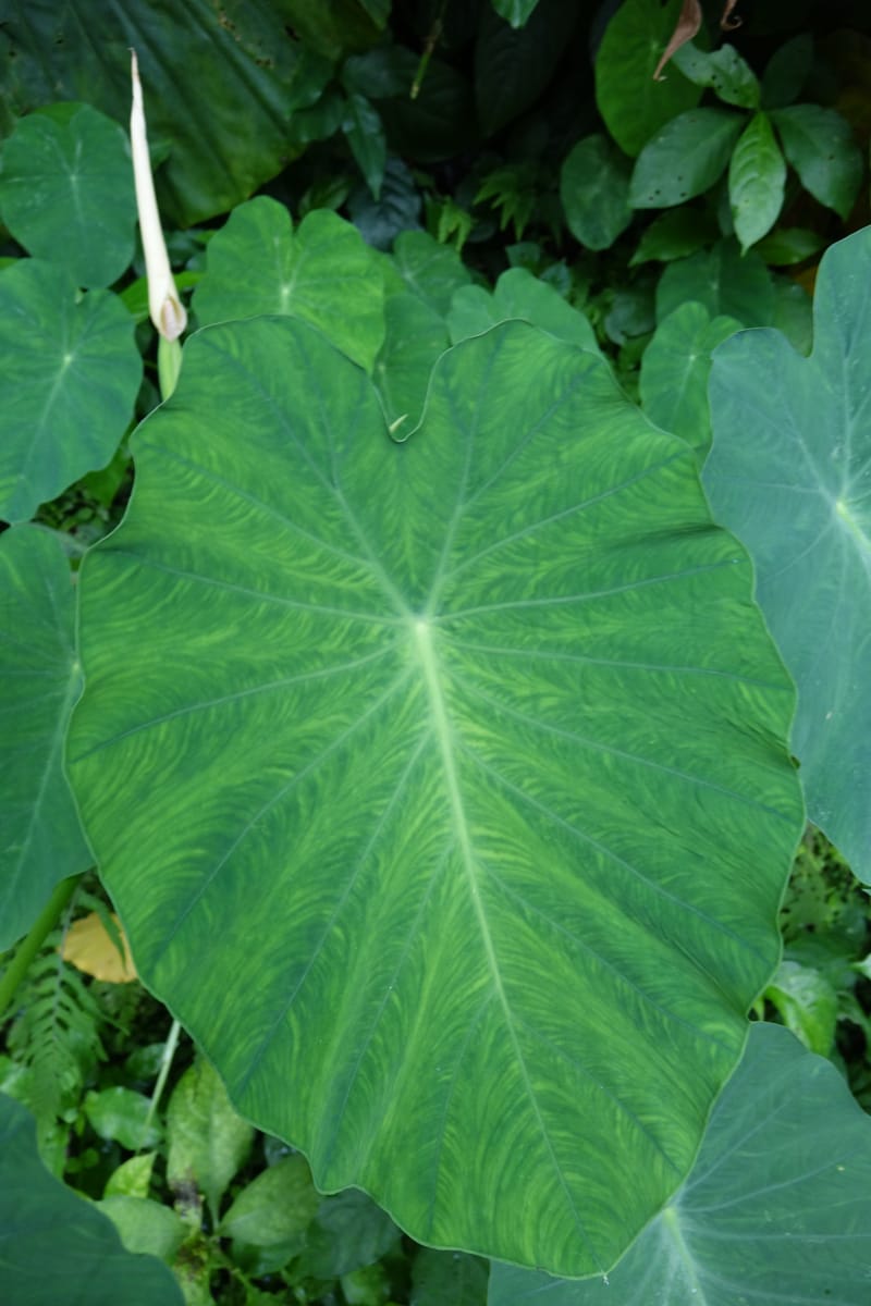 Colocasia formosana, Chung Kuo-Fang 3352--Taiwan. Wulai Distr. Wulai village. Hsing Hsian Trail. 19 May 2016. DSC03046 (209).JPG