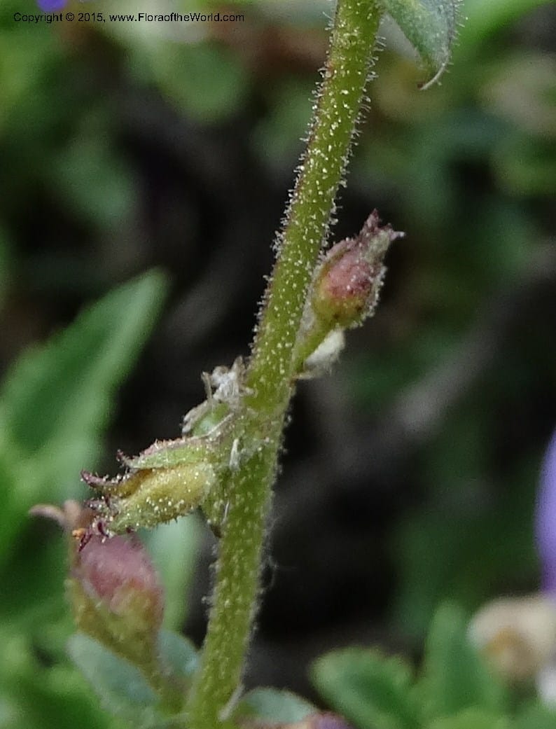 Penstemon fruticosus var. serratus, Davidson, C 12590--ID. Idaho Co. Seven Devils Camp Ground. 15 Jul 2014. DSC00113 (101).JPG