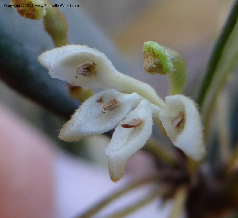 Lomatia dentata, W. D. Stevens 34157--Chile, PN Siete Tazas. 21 Feb 2013  99284 (22).JPG