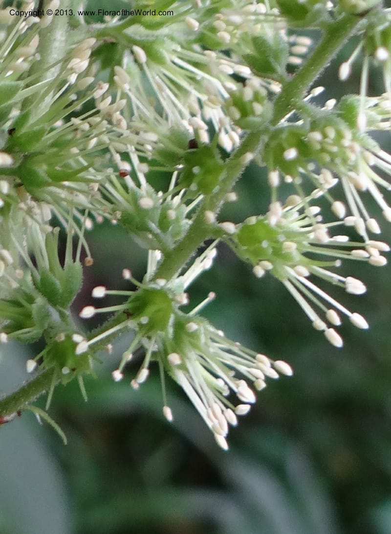 Astilbe grandis, Davidson, C 11953--China. Zhejiang Priv. Tian Mu Shan. 31 May 2012. DSC00927 (95).JPG