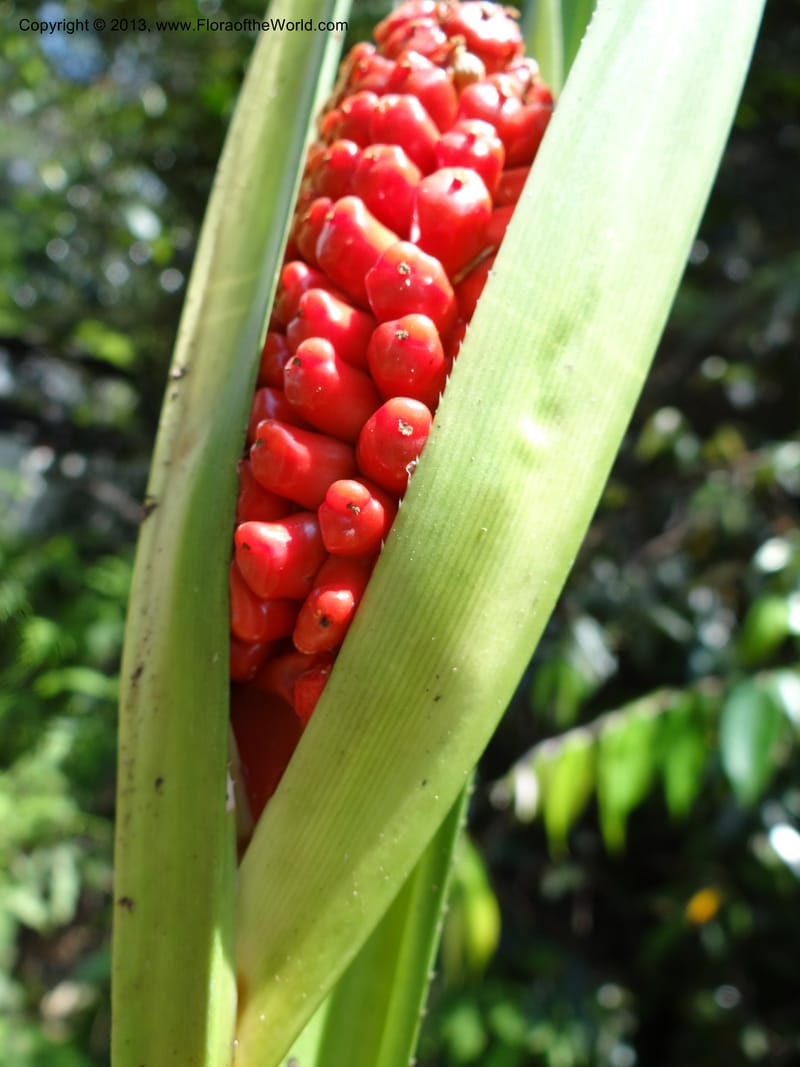 Pandanus pugnax, Callmander 1035--Malaysia, Sabah. Meliau Range. Ulu Tongod For. Res. 8 Apr 2012. DSC07780 (23).JPG