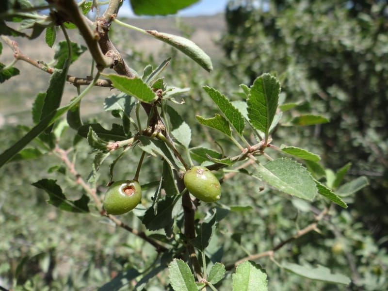 Prunus amygdalus--Iraq. Kurdistan. Shakh-i-Pira Magrun. 24 May 2013. DSC05074 (29).JPG