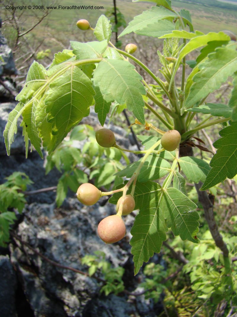 Bursera graveolens--Costa Rica. Guanac. Palo Verde Biol. Sta. 6-7 Apr 08. 104.jpg