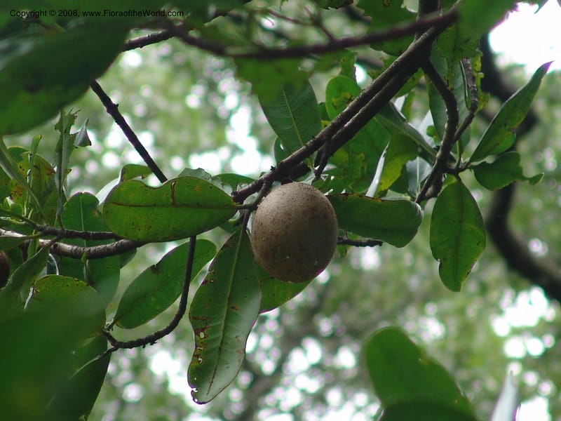 Mammea americana--So. Africa. Durban Bot. Garden. 14 Mch 05. 128.jpg