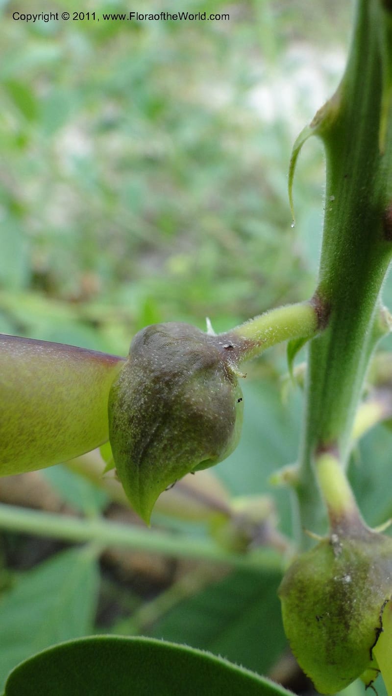 Crotalaria, R. Gereau 7170--Tanzania. Beach near Bagamoyo Country Club. 8 May 2010. 209 (96).jpg