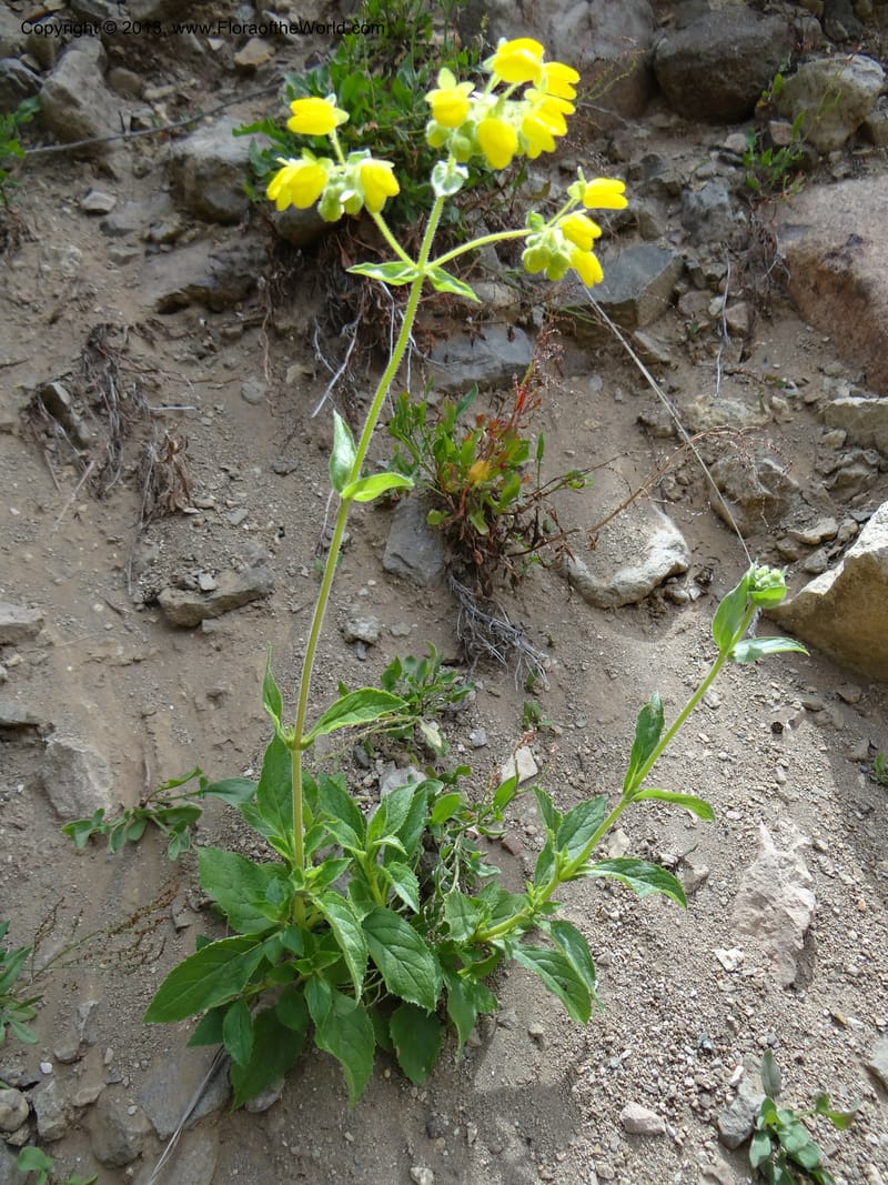 Calceolaria, WDS 34221--Chile. Cta 115. 11.5 km W of La Laguna. 22 Feb 2013. DSC02736 (52).JPG