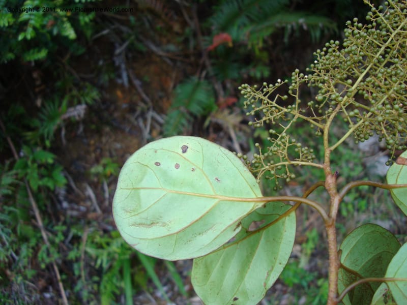 Maesa novocaledonica, Munzinger, J 4782--New Caledonia, Aoupinie, 15 Nov 2007  203 (2).jpg