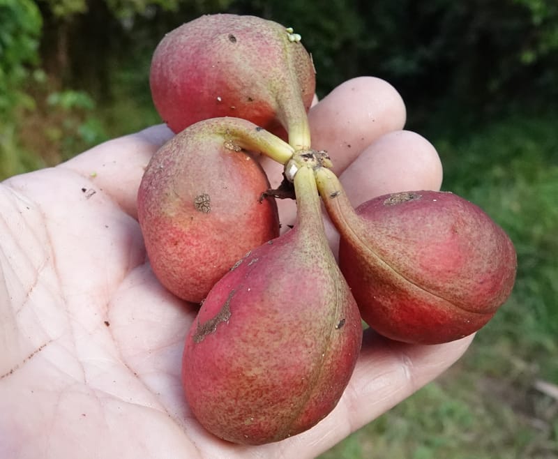 Cola cauliflora, C. Davidson 13947--Gabon. Maurel & Prom rd. Afternoon. 2 Nov. 2018. DSC01682 (221).JPG