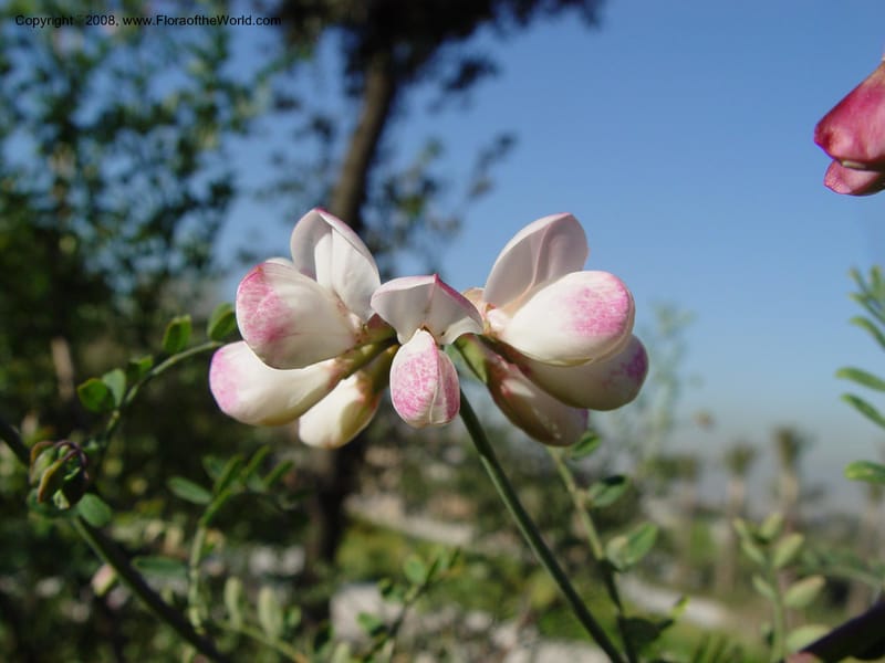 Coronilla viminalis, 2003.0306--Spain. Barcelona Botanic Garden. 21 Apr 04. 003.jpg