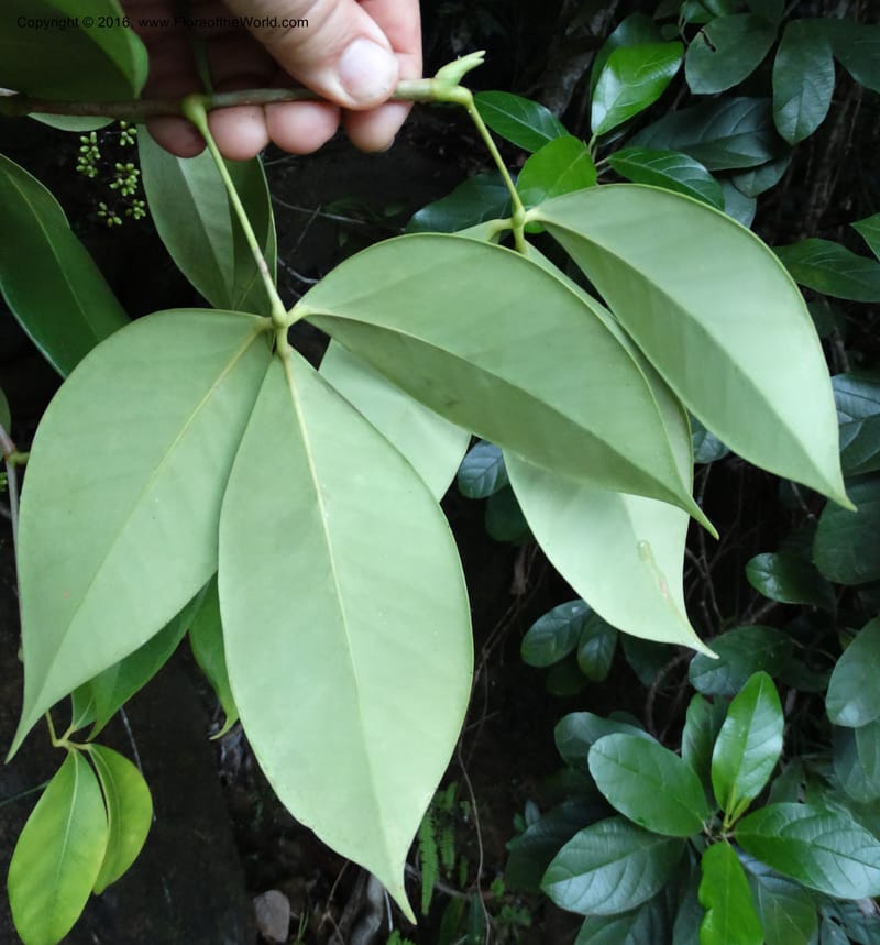Schefflera, Davidson, C 12648--Sabah. G. Silam. 1 Oct 2014. DSC00937 (131).JPG