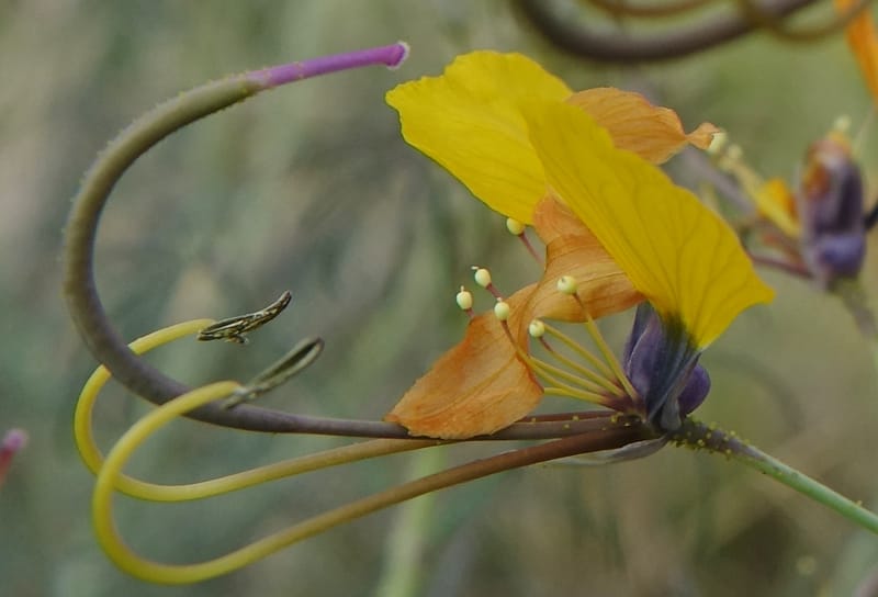 Cleome angustifolia subsp. diandra, L. Nanyeni 1140--Namibia. Avis Dam. 15 Mar 2018. DSC00541 (10).JPG