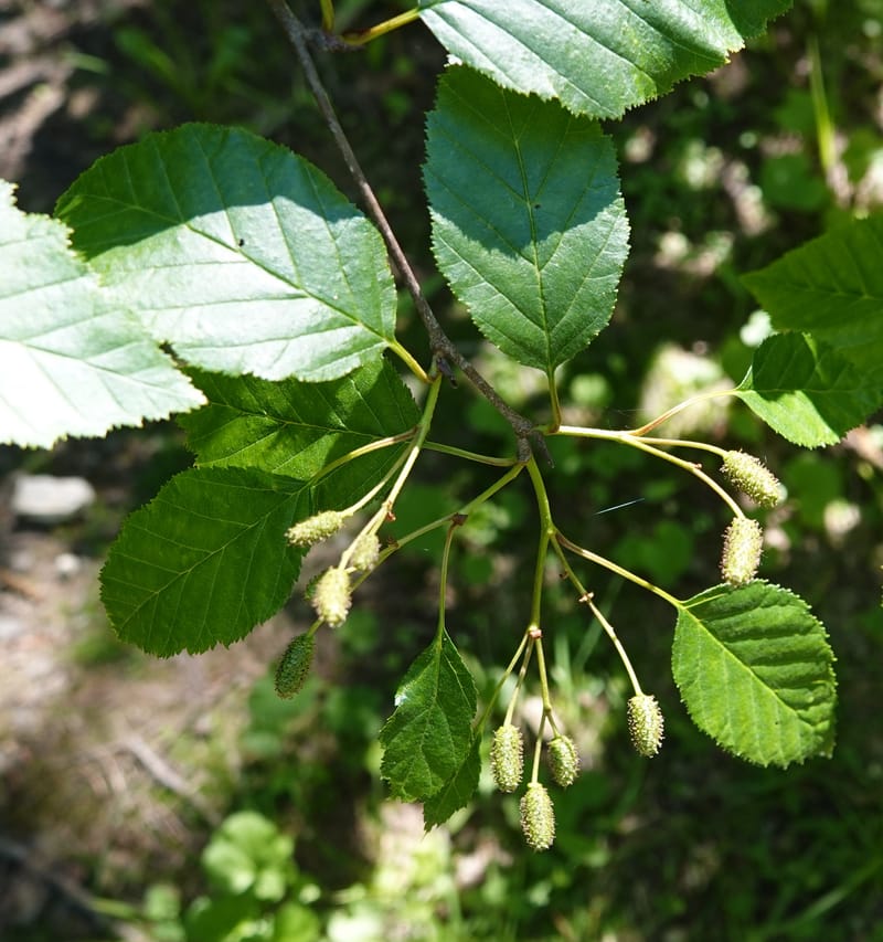 Alnus viridis subsp. fruticosa, C. Davidson 13827--ID. Shoshone Co. Hobo Cedar Grove. 9 Jul 2018. DSC06256 (176).JPG