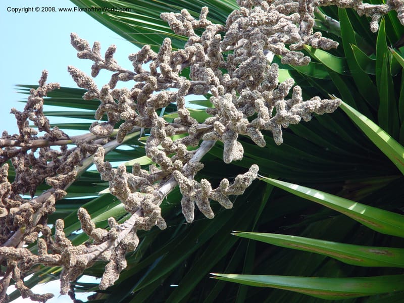 Copernicia macroglossa. P.1894 A--FL. Fairchild Tropical Gard. 16 Jan 03. 033.jpg