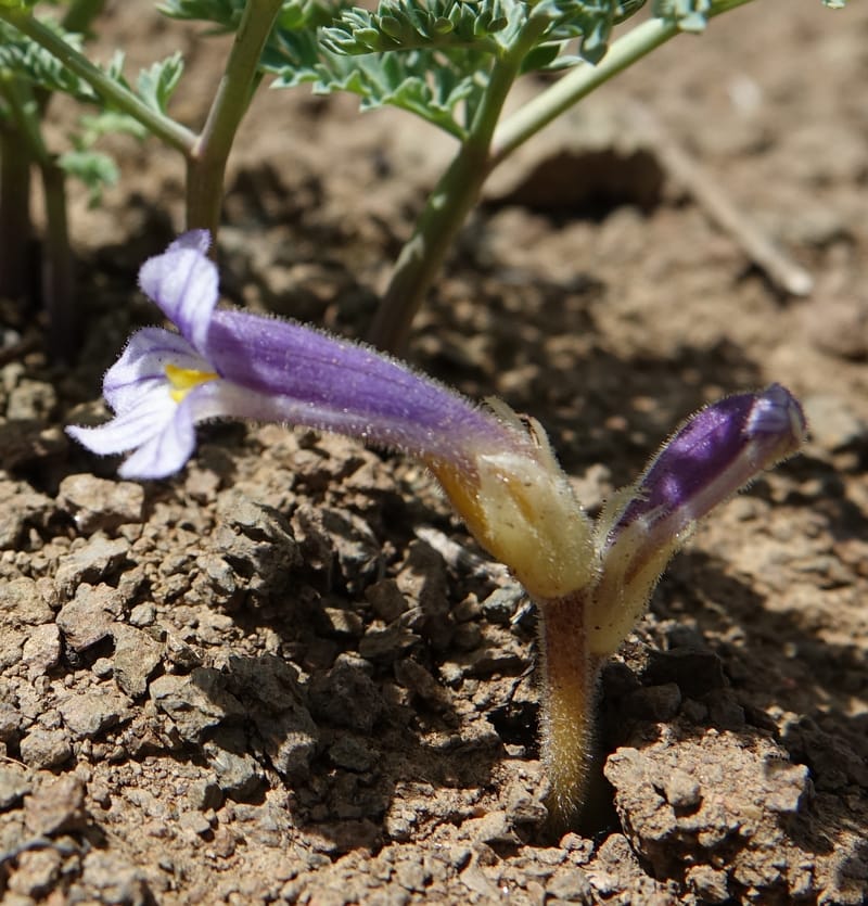 Orobanche uniflora, C. Davidson 13560, C. Davidson 13560--ID. Blaine Co. Rock Creek Preserve. TNC. 14 May 2017. DSC00477 (49).JPG