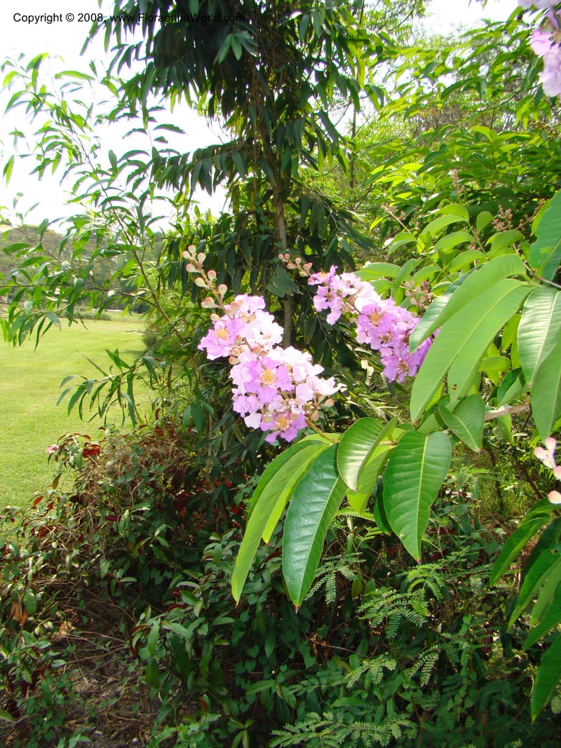 Lagerstroemia--Thailand. Queen Sirikit Arboretum, ca Khon Kaen. 11 Mch 08. 131.jpg