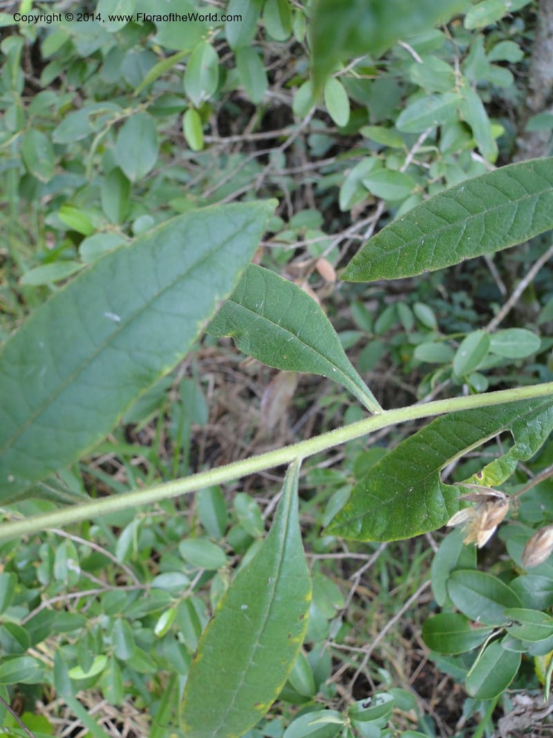 Trixis antimenorrhoea, Stevens,  W. D 31217, Garay Cue, 19 Mar 2011 2115 (1).JPG